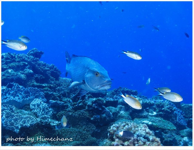 バラフエダイの歯が意外にスゴイ! photo by CANON PowerShot S100