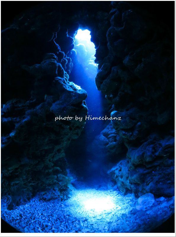 スポットライトを見てマンタ待ちw photo by CANON PowerShot S100