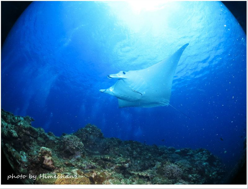 さっきのマンタ再登場! photo by CANON PowerShot S100