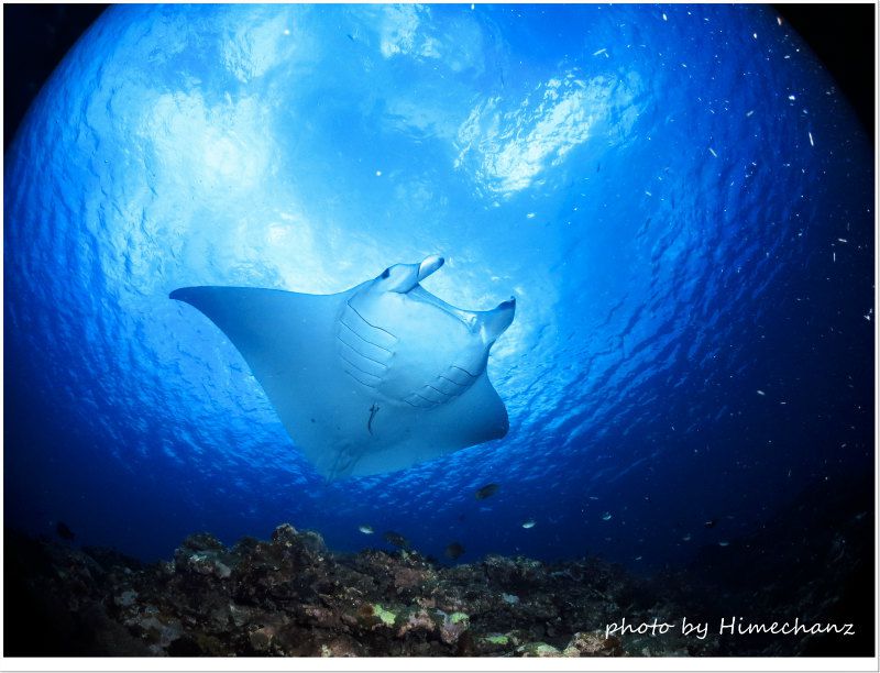 ホバリング下手だから先回りして近くで観察w photo by CANON PowerShot S100