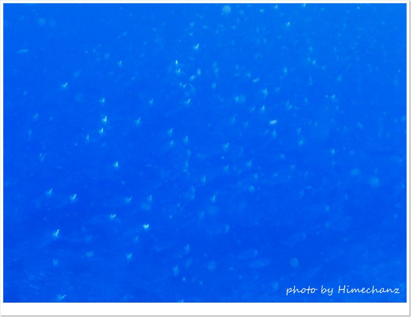 グルクマ大群! photo by CANON PowerShot S100