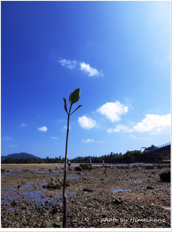この木のように、子どもたちも真っ直ぐ成長して欲しいですね! photo by CANON PowerShot S100