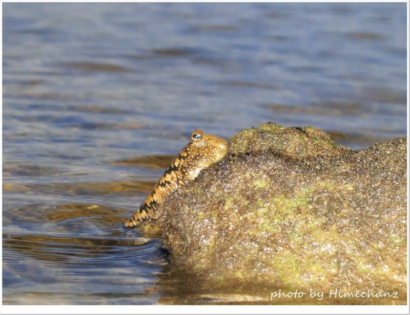 とんとんみー登場! photo by CANON PowerShot S100