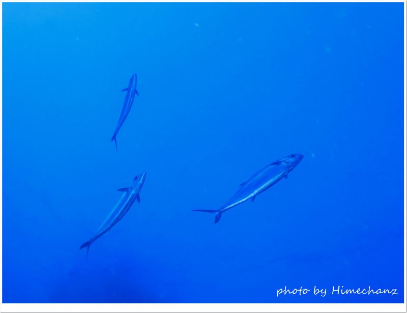 ニジョウサバ軍団! photo by CANON PowerShot S100