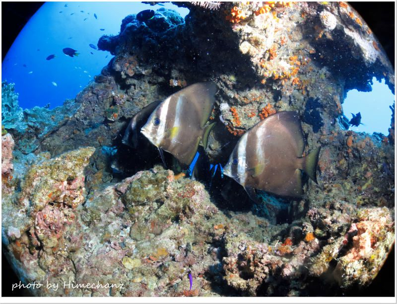 アカククリの隠れ家 photo by CANON PowerShot S100