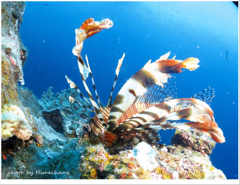 ハナミノカサゴ photo by CANON PowerShot S100