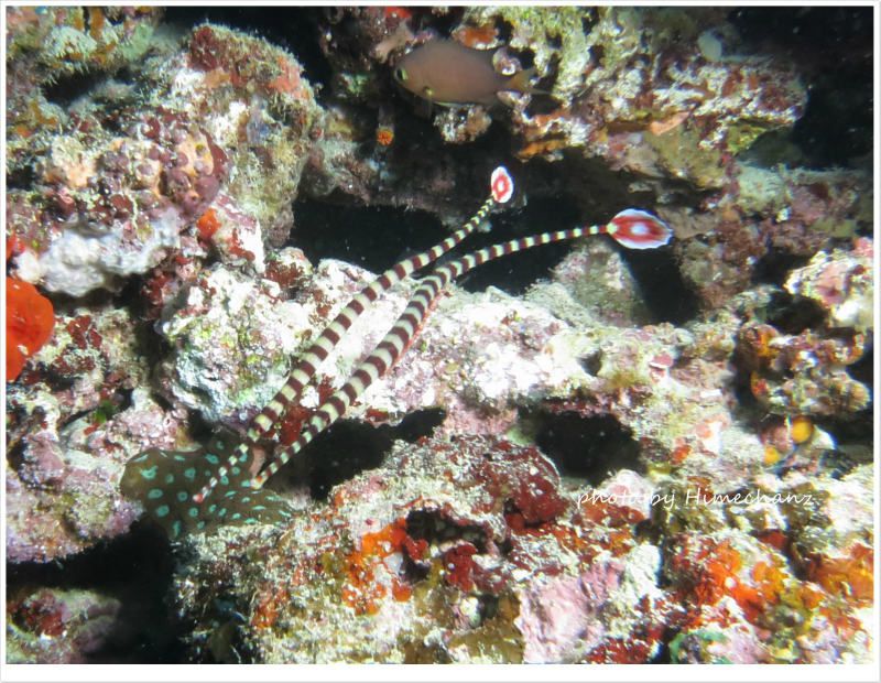 オイランヨウジのペア photo by CANON PowerShot S100