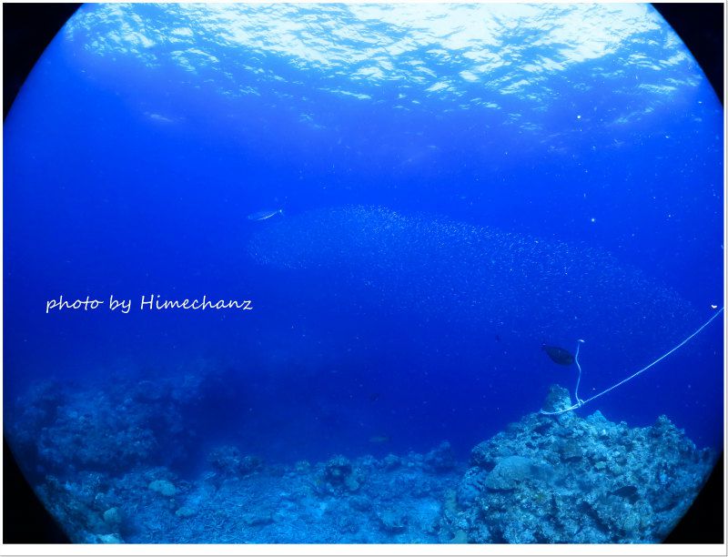 スク玉!フィッシュイーター達から逃げまくってましたよ! photo by CANON PowerShot S100