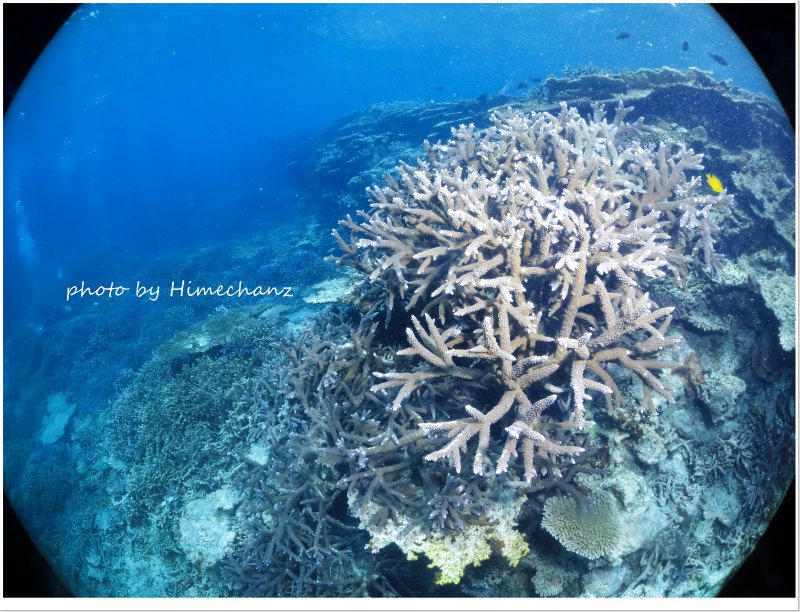 極上サンゴ photo by CANON PowerShot S100