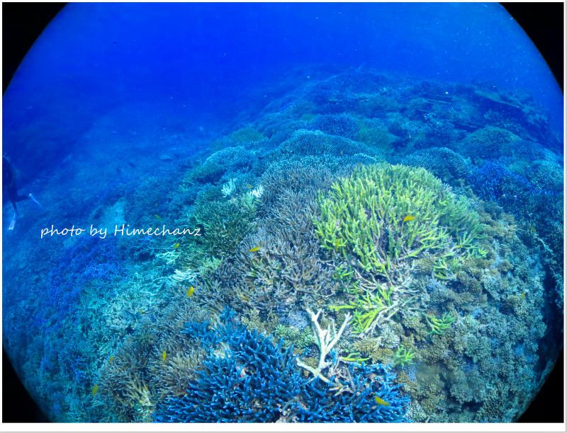 サンゴキレイゾーン! photo by CANON PowerShot S100