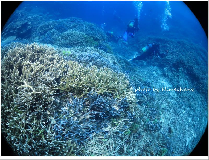 皆さんサンゴに夢中♪ photo by CANON PowerShot S100