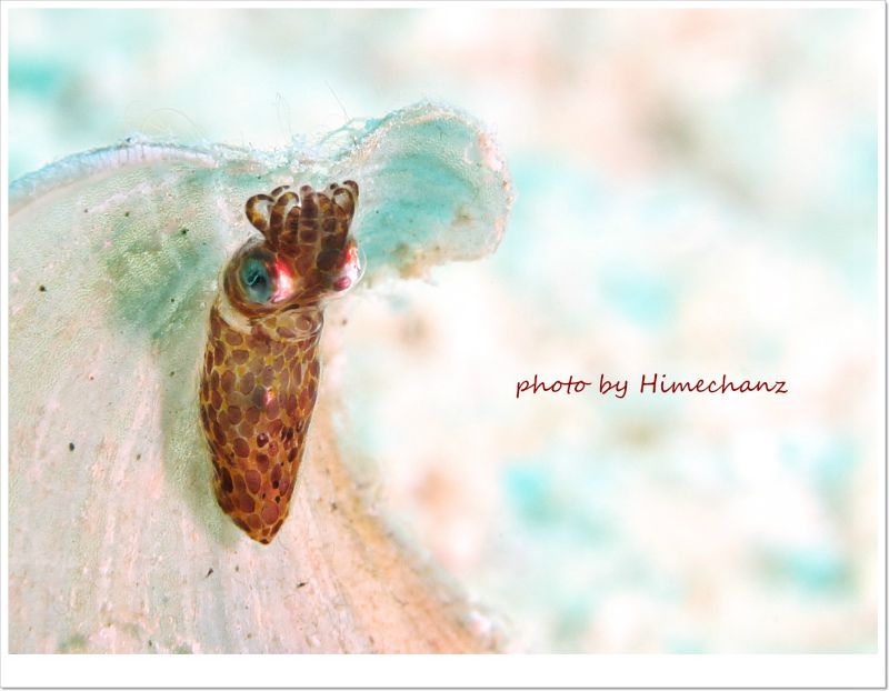 ヒメイカ☆ photo by CANON PowerShot S100