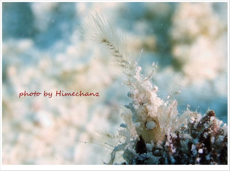 コノハガニ photo by CANON PowerShot S100