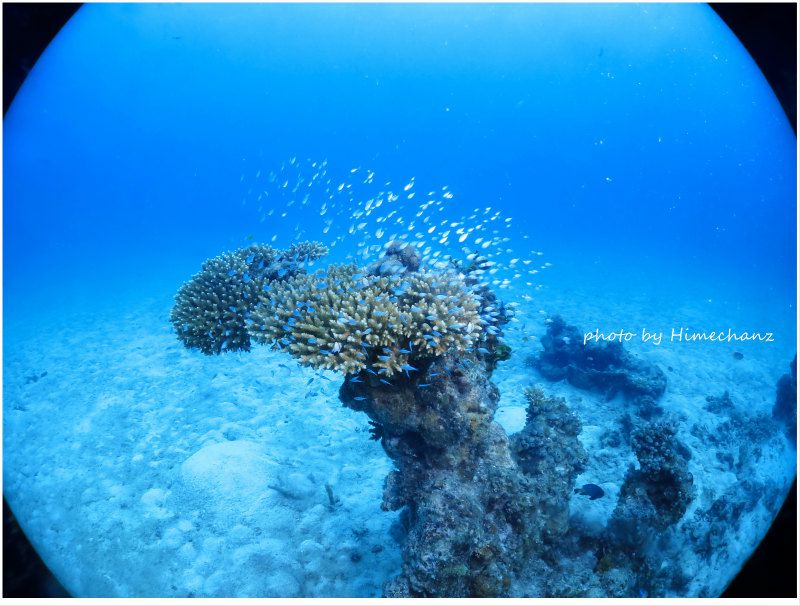 デバスズメダイの幼魚群れ photo by CANON PowerShot S100