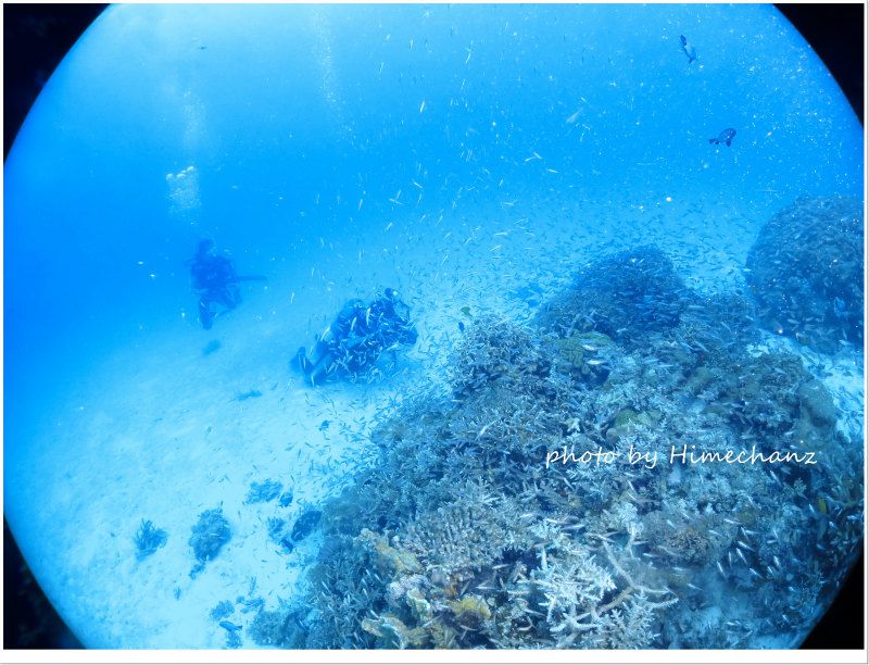 グルクン幼魚の群れ photo by CANON PowerShot S100