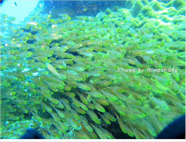 キンメモドキ photo by CANON PowerShot S100