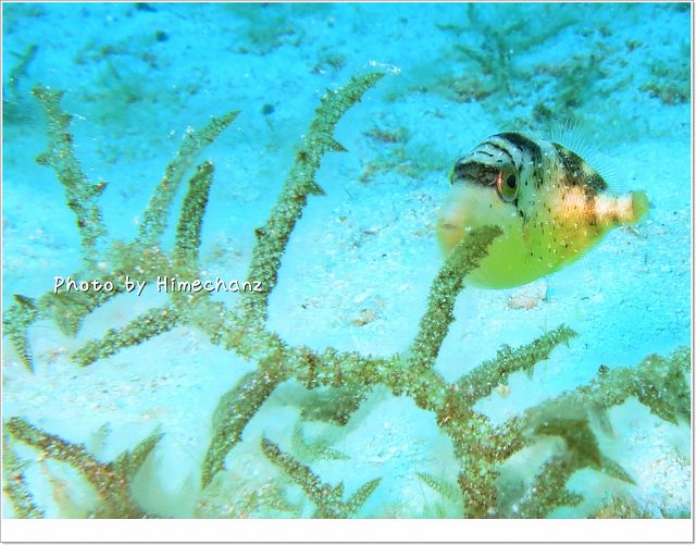 キヘリモンガラベイビー photo by CANON PowerShot S100