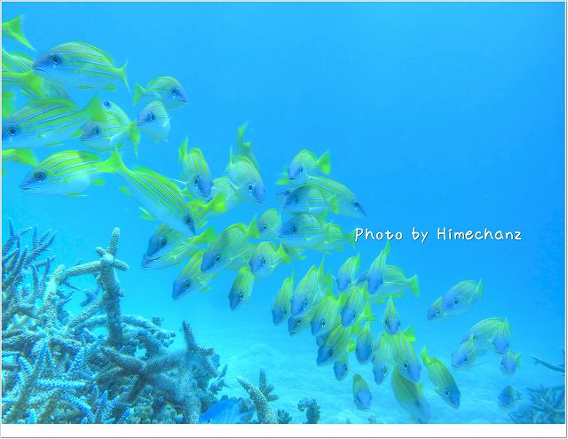 ヨスジフエダイ photo by CANON PowerShot S100