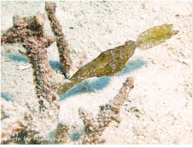 擬態名人のカミソリウオ photo by CANON PowerShot S100