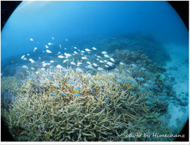 デバスズメダイとサンゴ photo by CANON PowerShot S100