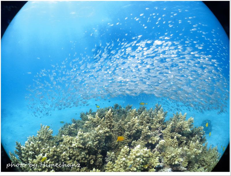 雪景色みたいでキレイ! photo by CANON PowerShot S100