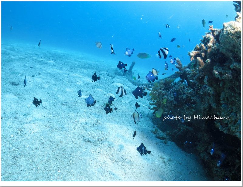 お魚たちの幼稚園みたいw photo by CANON PowerShot S100
