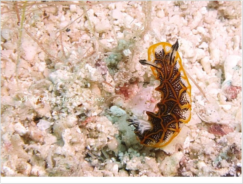 パイナップルパーティしたら、その後にパイナップルウミウシ見ちゃったw photo by CANON PowerShot S100