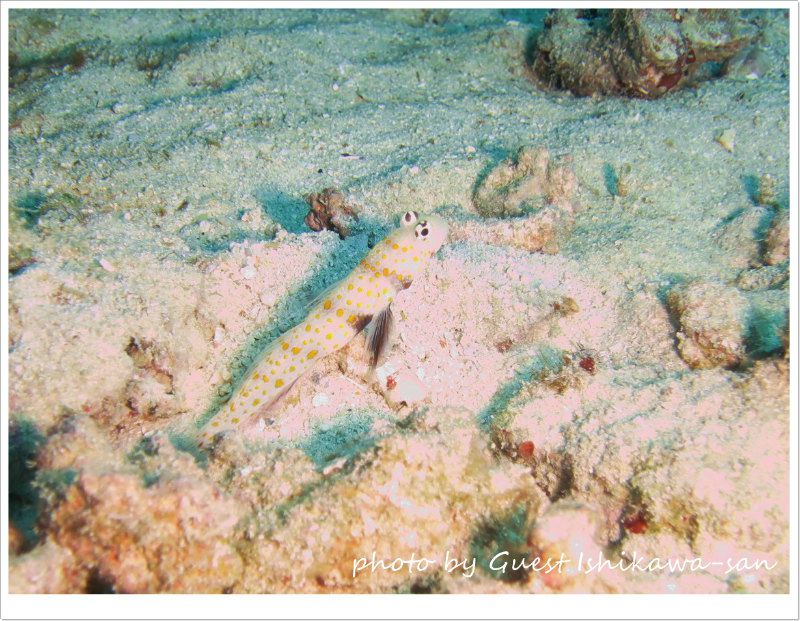 ヤマブキハゼ photo by CANON PowerShot S100