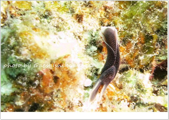 コナユキツバメガイ photo by CANON PowerShot S100