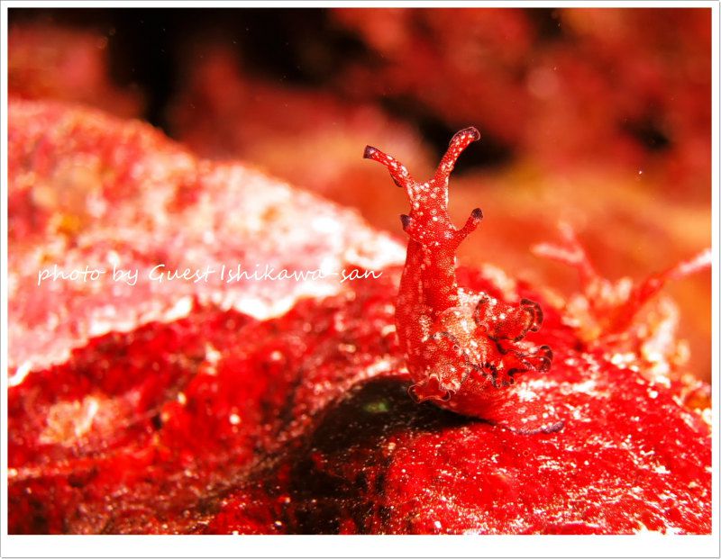 クロヘリアメフラシ photo by CANON PowerShot S100