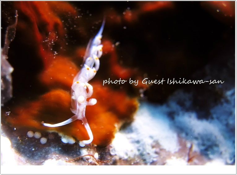 サキシマミノウミウシ photo by CANON PowerShot S100