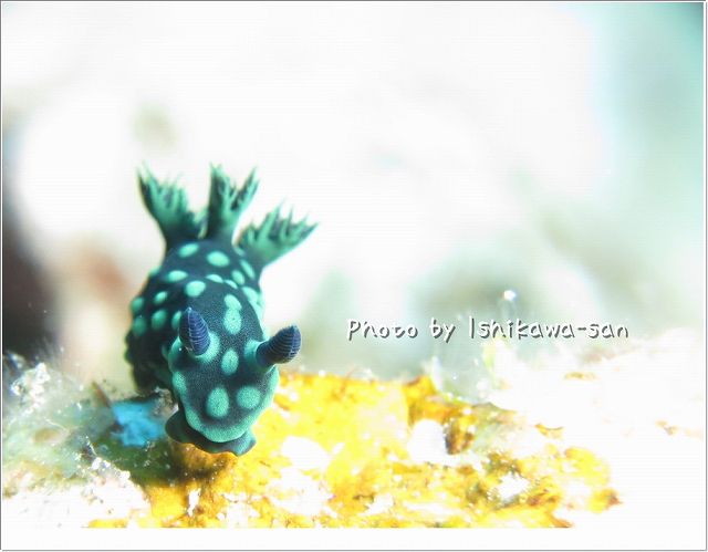 トサカリュウグウウミウシ Photo by CANON PowerShot S100