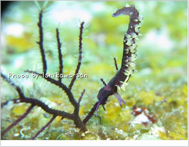 ミゾレミノウミウシ Photo by CANON PowerShot S100