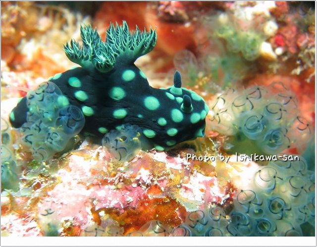 ワライボヤ、笑いながら食べられ中 Photo by CANON PowerShot S100