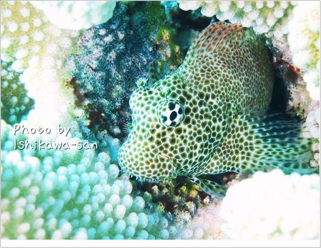 不細工カワイイ、セダカギンポ Photo by CANON PowerShot S100