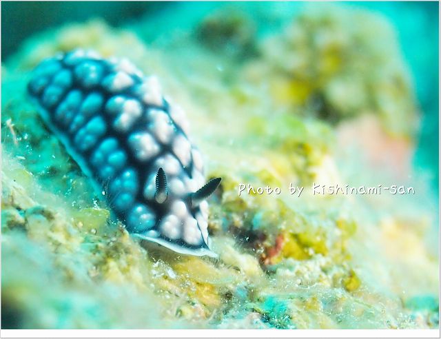 コイボウミウシ Photo by OLYMPUS E-PL3