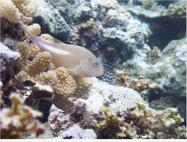 お気に入り!メガネゴンベ Photo by OLYMPUS E-PL3