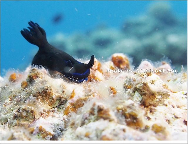 沢山いたミドリリュウグウウミウシ Photo by OLYMPUS E-PL3