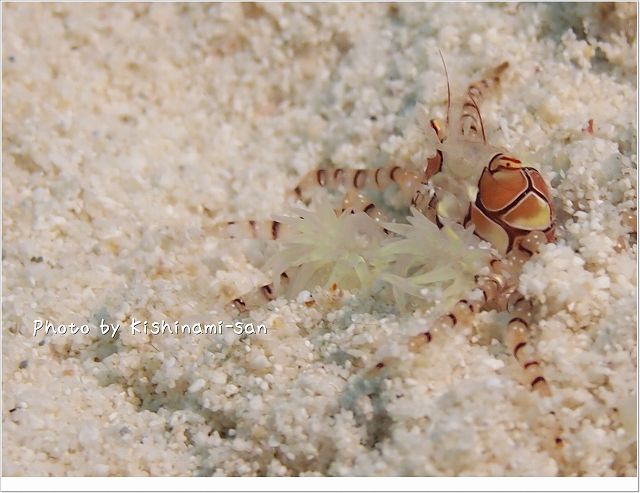 イソギンチャクでチア!キンチャクガニ Photo by OLYMPUS E-PL3