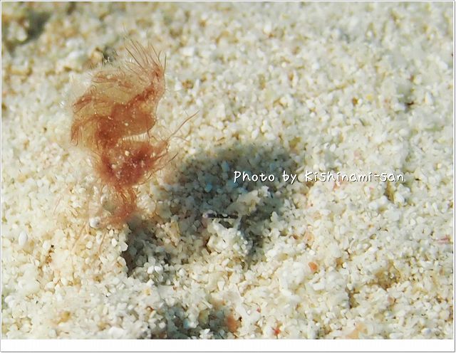 藻にしか見えない、フィコカリス・シムランス Photo by OLYMPUS E-PL3