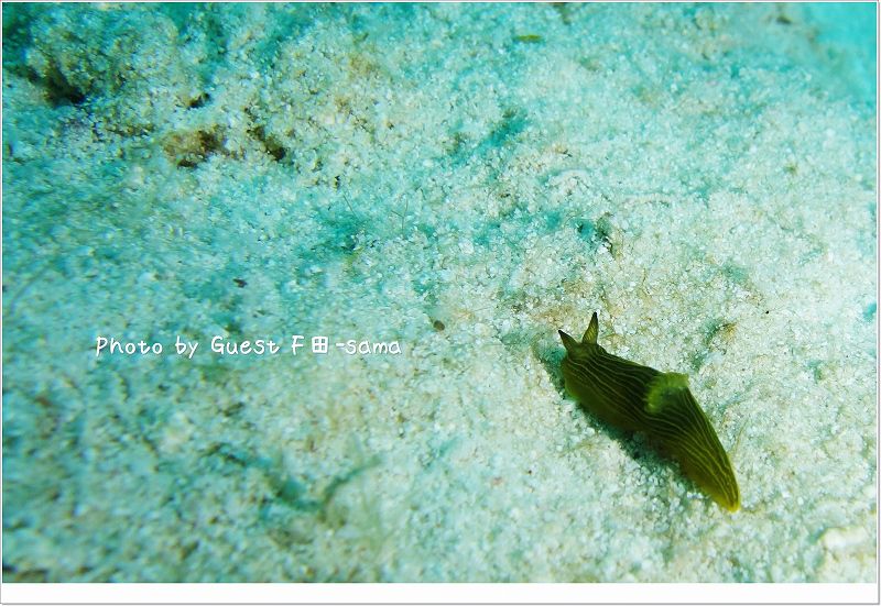 キヌハダウミウシ photo by Sony DSC-RX100