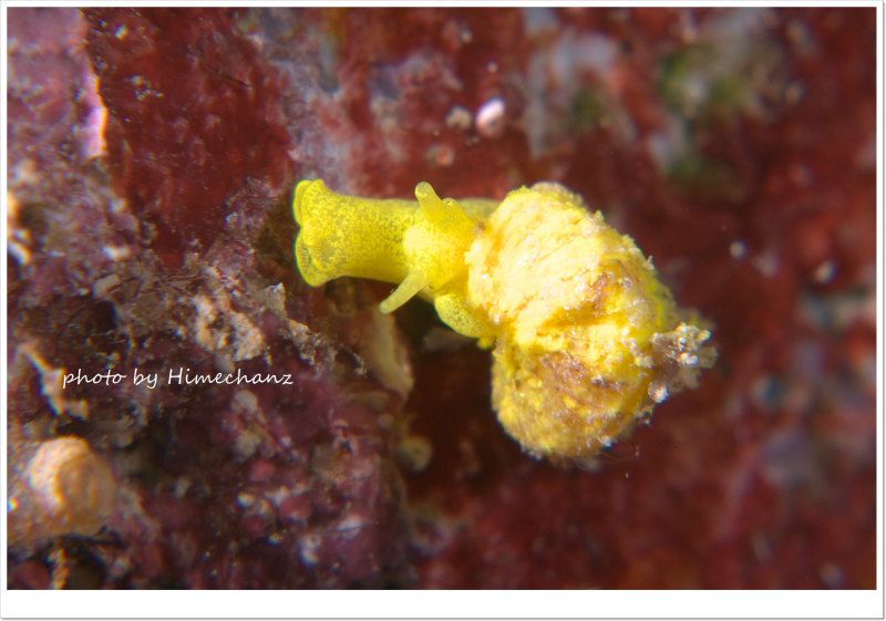 イボヤギヤドリイトカケ photo by Nikon D300