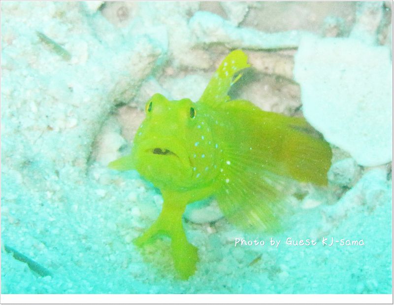 ギンガハゼかわい~~☆ photo by Canon PowerShot G10