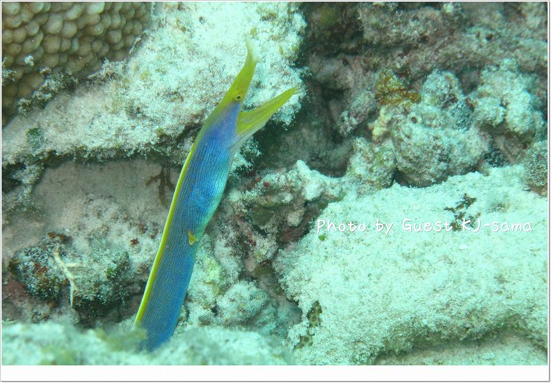 ハナヒゲウツボ photo by Canon PowerShot G10