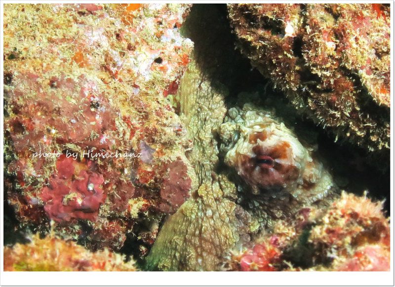 擬態名人のタコ photo by CANON PowerShot S100