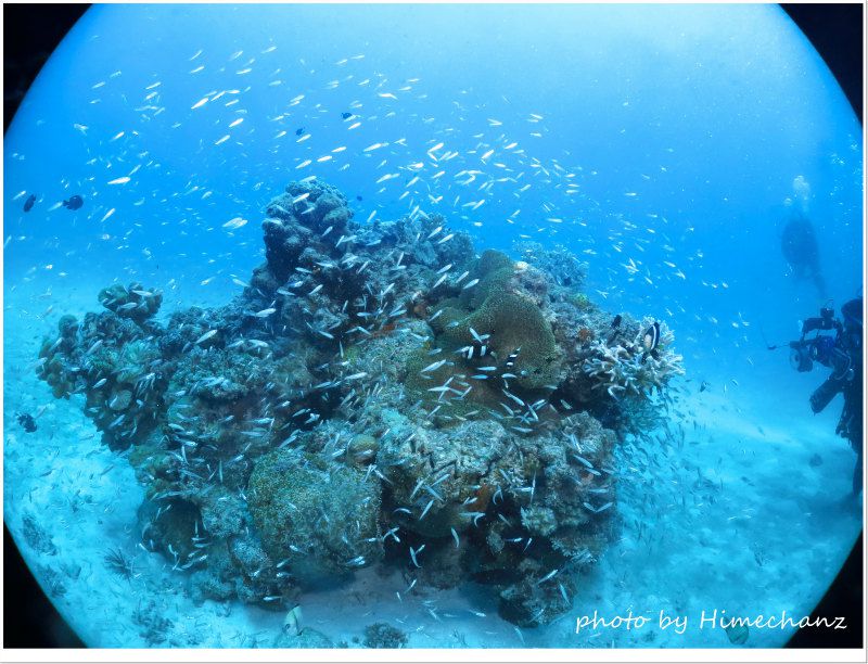 スカシテンジクダイの群れ photo by CANON PowerShot S100