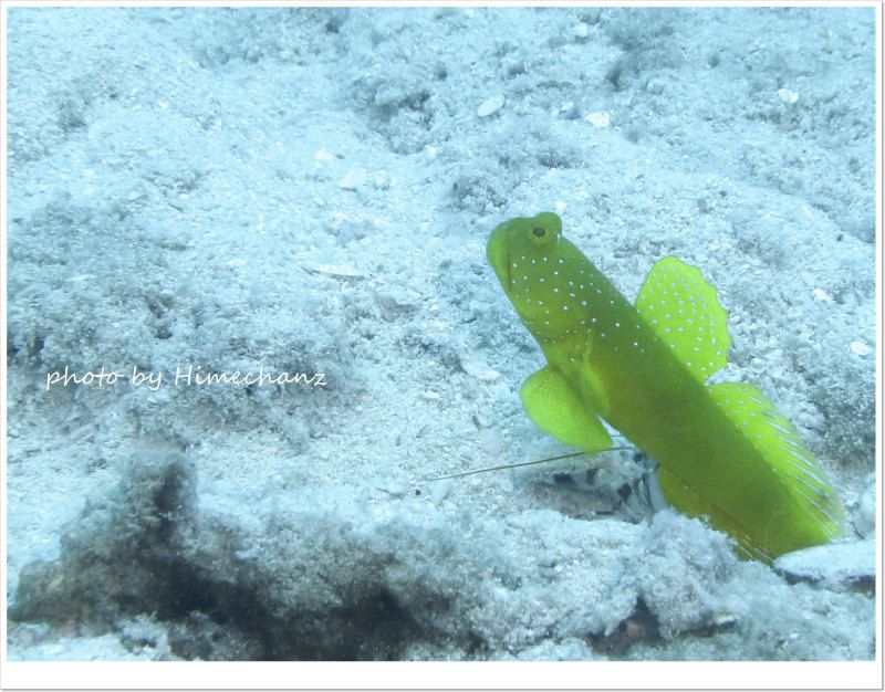 ギンガハゼ photo by CANON PowerShot S100