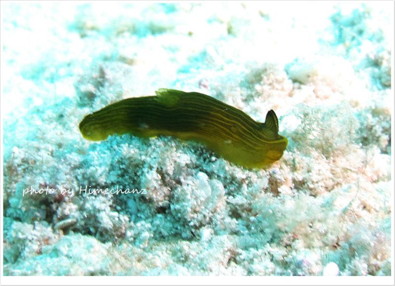 キヌハダウミウシ属の1種3 photo by CANON PowerShot S100