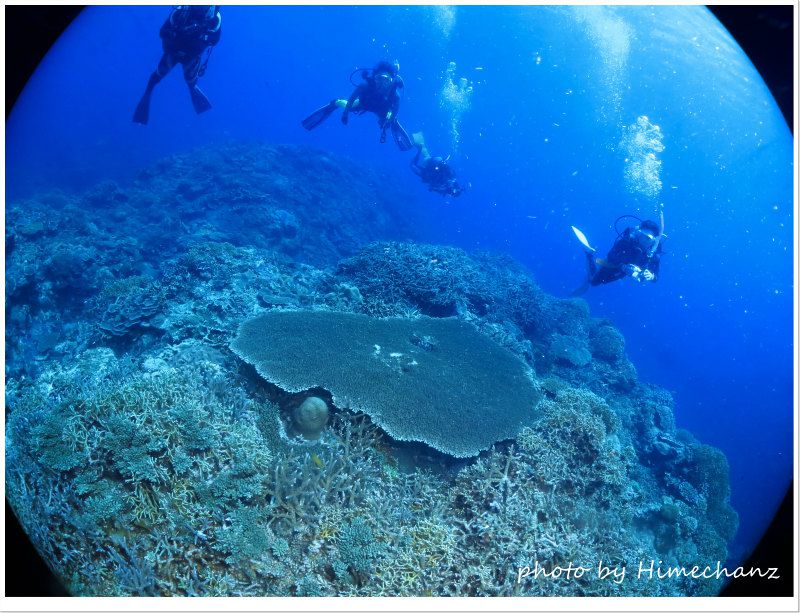 ダイバーと同じ大きさの大きなテーブルサンゴ♪ photo by CANON PowerShot S100