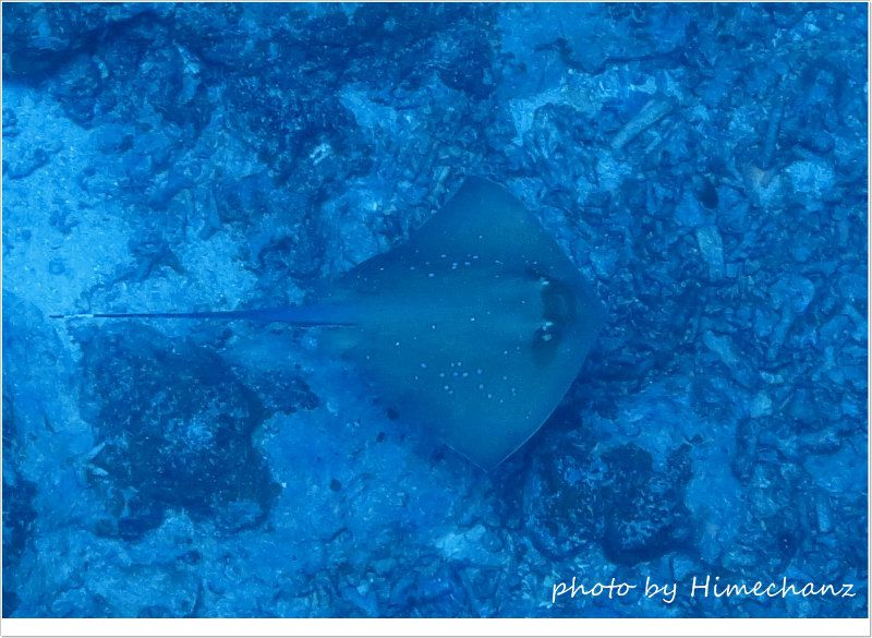 ヤッコエイ photo by CANON PowerShot S100